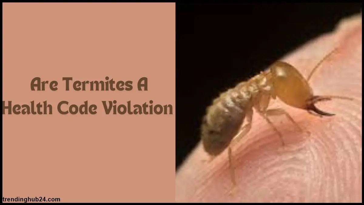 are-termites-a-health-code-violation.webp